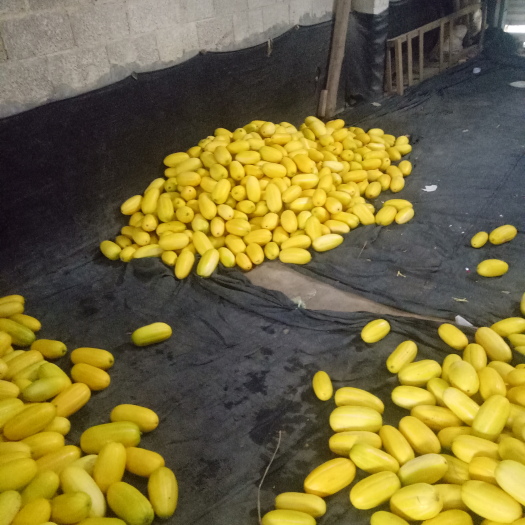 南宁丰田瓜 1斤以上