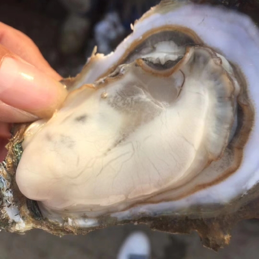 北海北海牡蛎 3-4两/只 人工养殖