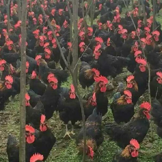 衡阳县黑羽红冠鸡苗 