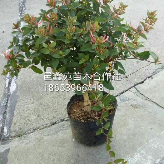 平邑县四季金银花 60~70公分 