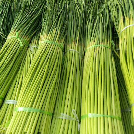 通许县通许蒜薹 30~40cm