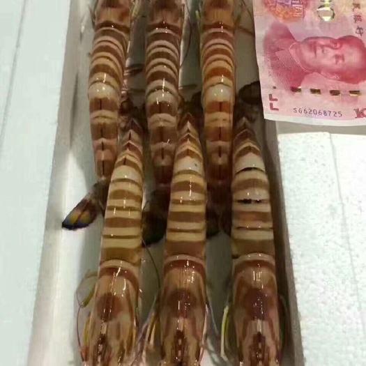 东山县九节虾 斑节虾，活冻品质
