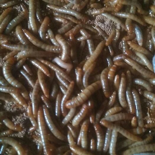 洛阳黄粉虫 