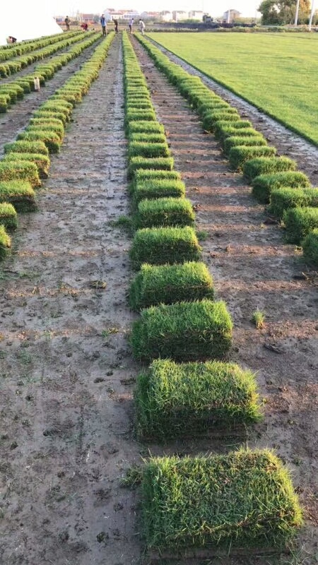 常州冷季性草坪