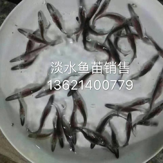 广州鸭嘴鱼苗 