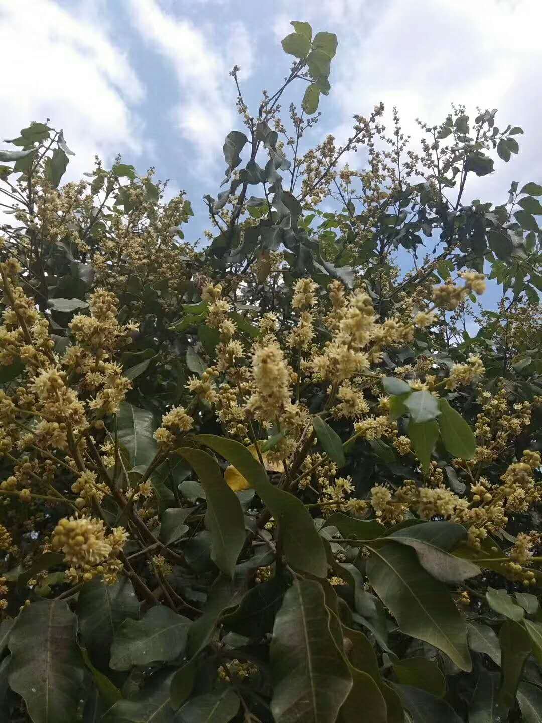 荔枝蜜 农家百花蜜