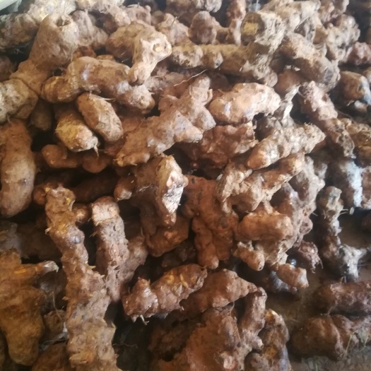 桂林茯苓
