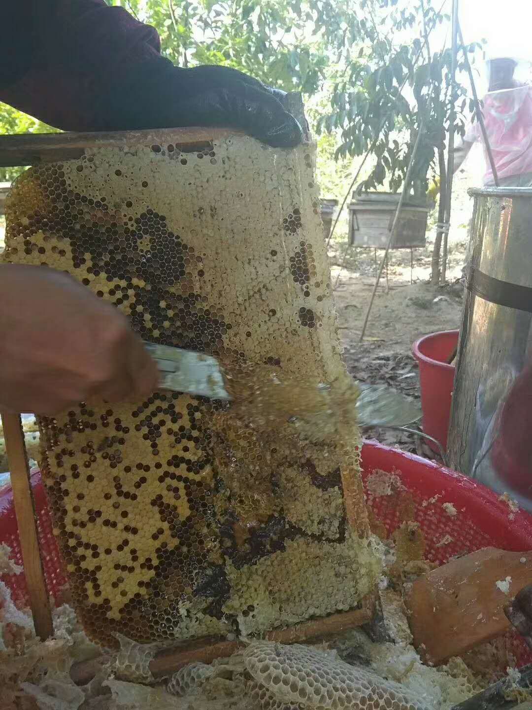 荔枝蜜 农家百花蜜