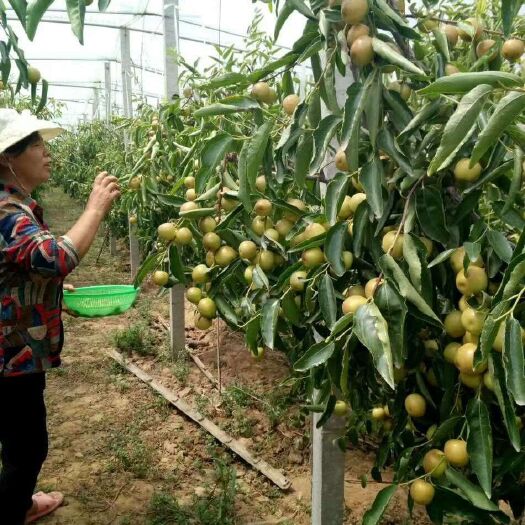 绛县冬枣树苗
