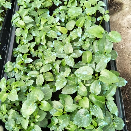 广州澳洲鸭脚木  大叶伞室内观叶盆栽花卉绿植净化空气耐阴