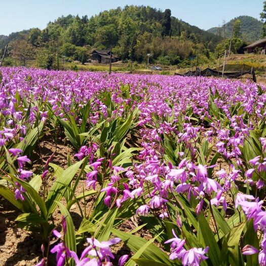 岑巩县紫花白芨苗 正宗紫花三叉大白芨