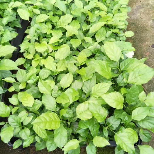 广州海南菜豆树  绿宝种苗室内观叶绿植花卉净化空气
