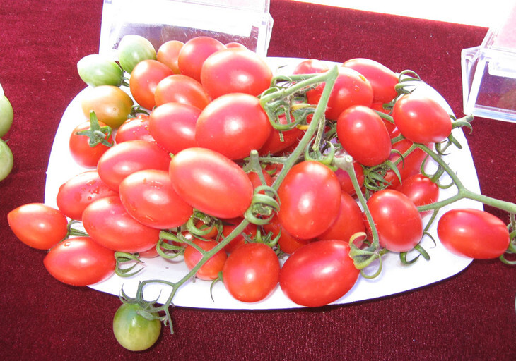 樱桃番茄种子 95% 常规种