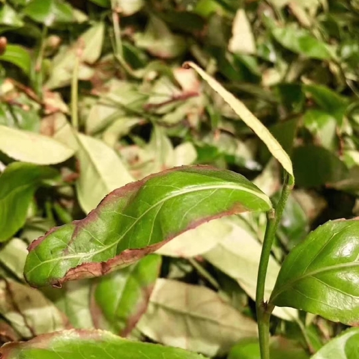 武夷山市武夷岩茶 散装 特级
