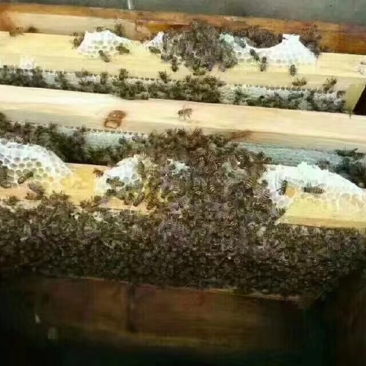 浦北县荔枝蜜 玻璃瓶装 98% 2年以上 