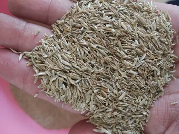 沭阳县黑麦草种子  耐寒牧草种子多年生四季常青鸡鸭鹅猪牛羊鱼草