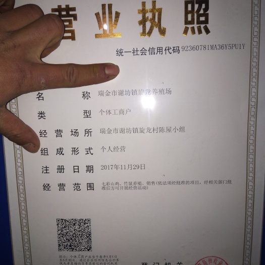 瑞金市珍珠鸡苗