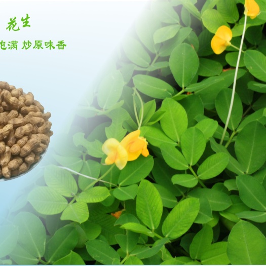 坚果包 多味花生 湿子花生 带壳花生坚果炒货客家特产休闲 批发大货