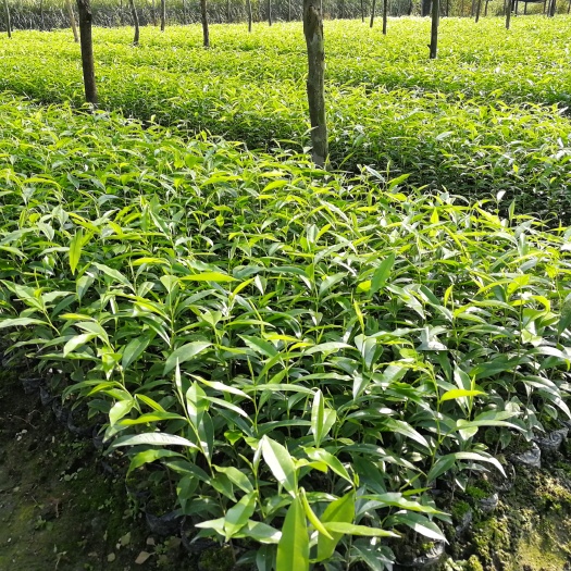 化州市沉香苗  沉香中杯苗
