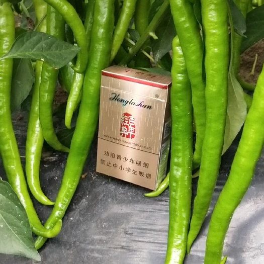 博白县线椒 15~20cm 中辣 靑色