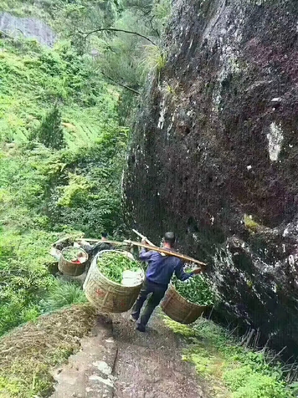 武夷岩茶 散装 特级