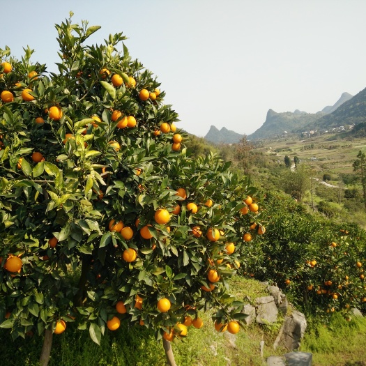 阳朔县优果 夏橙