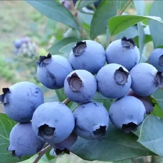 泌阳县北高从蓝莓苗