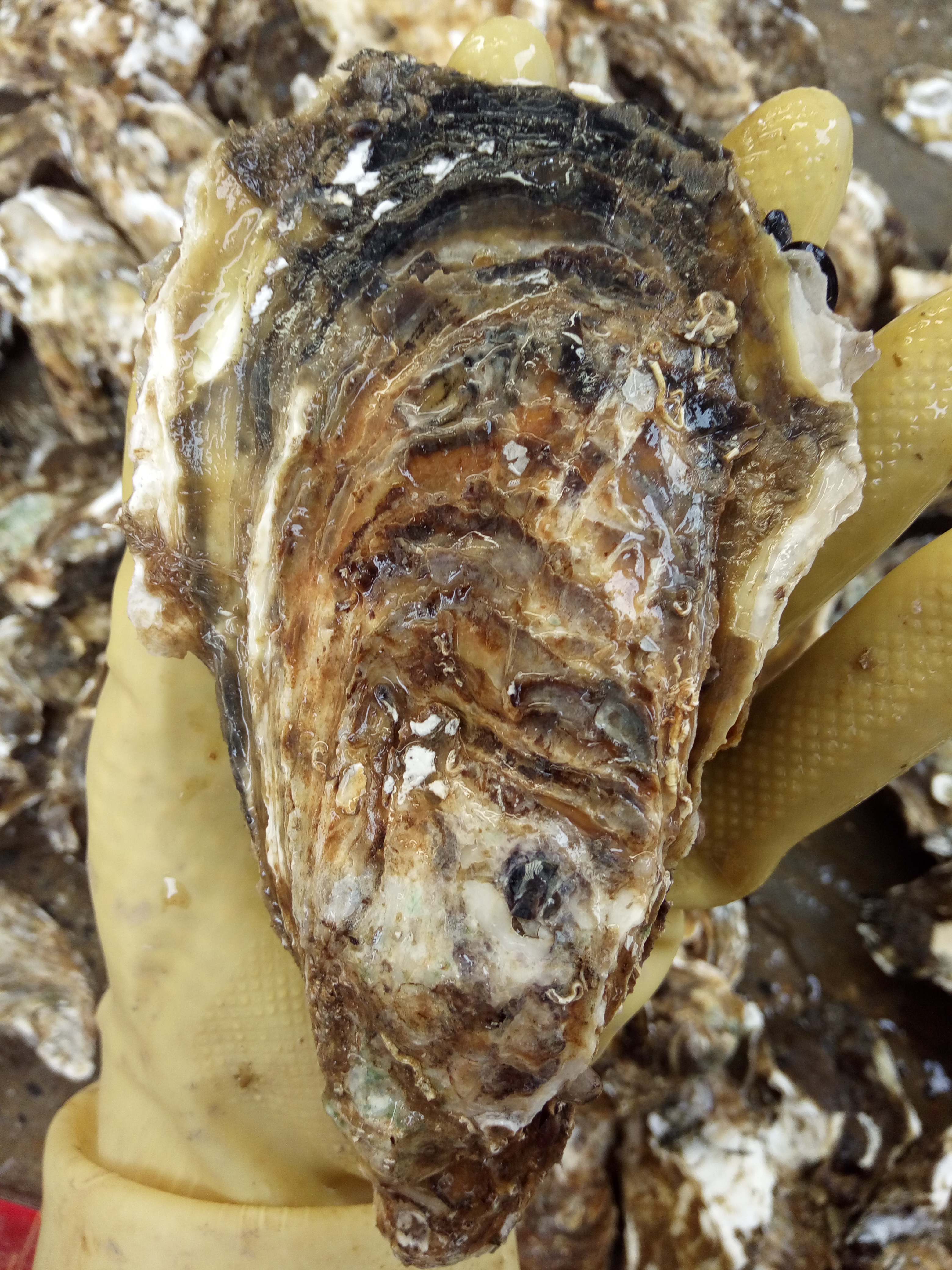 湛江牡蛎 人工养殖 1-3只/公斤 