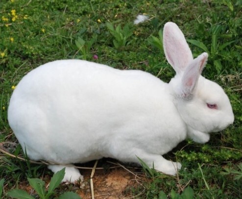獭兔种兔 3-5斤 