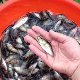 上海丁桂鱼苗