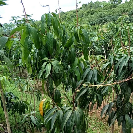 灵山县金煌芒果苗
