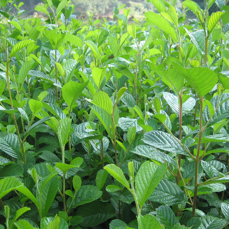 苍溪县桤木苗