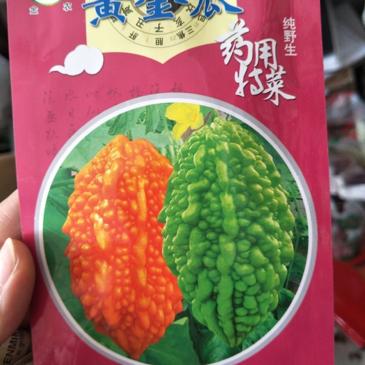 沭阳县黄金瓜苗 