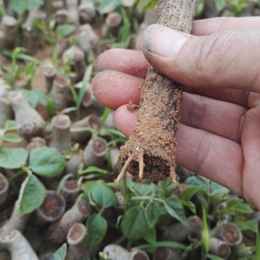 藤县葛根种苗  包邮送种植资料带芽一年生无渣粉葛苗桂葛一号苗