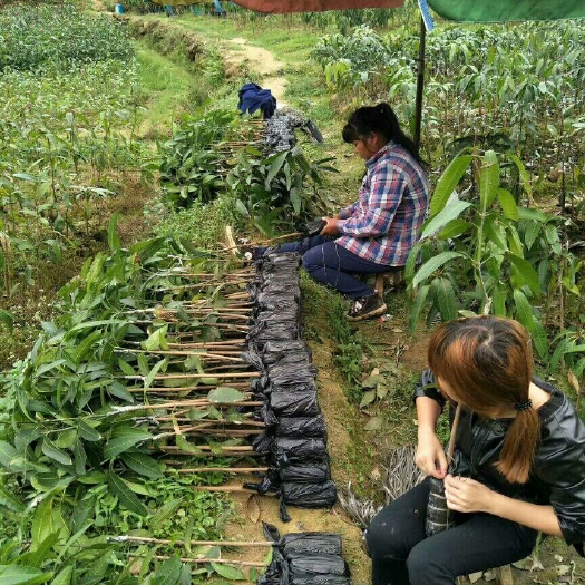 灵山县金煌芒果苗