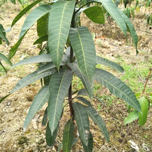 灵山县 大金煌芒果苗 特大芒果