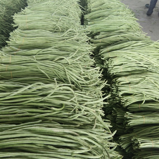 合浦县精品青豆角