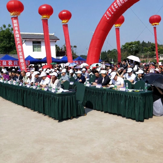 简阳市鲜桑椹