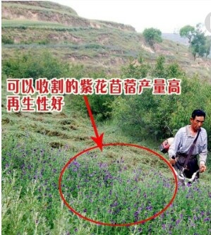 郓城县紫花苜蓿 