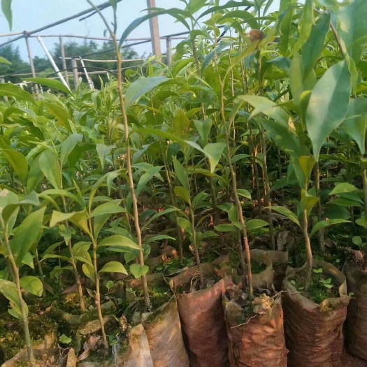 灵山县奇楠沉香树
