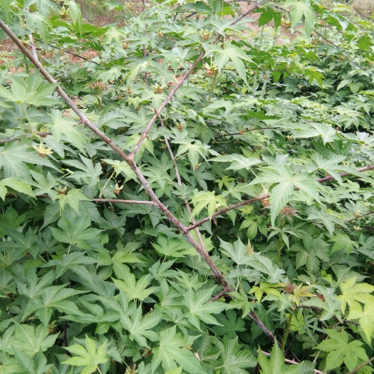 横峰县覆盆子种苗 