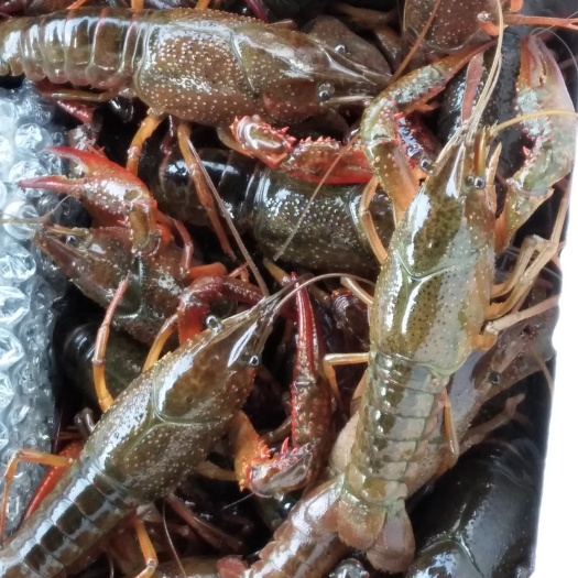 洪湖市小龙虾 湖北省荆州市洪湖市