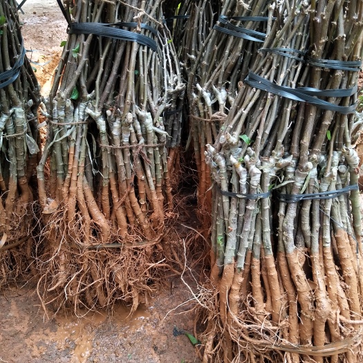 灵山县青枣苗 