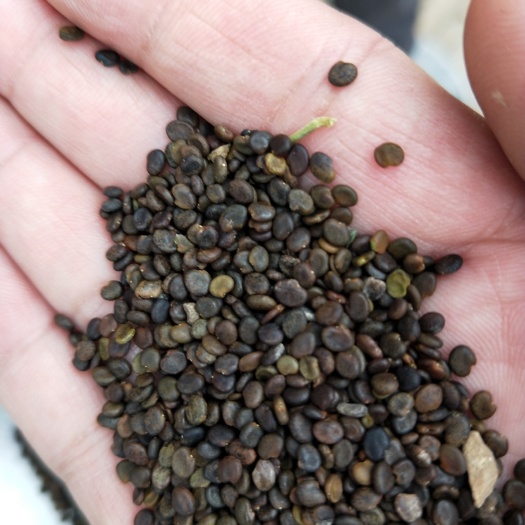 安国市黄芪种子 优质基地培育种子，发芽率，提供高产种植管理技术，收