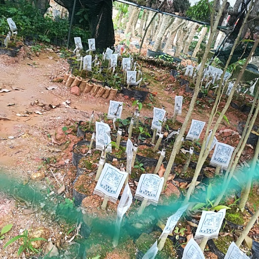 灵山县奇楠沉香树