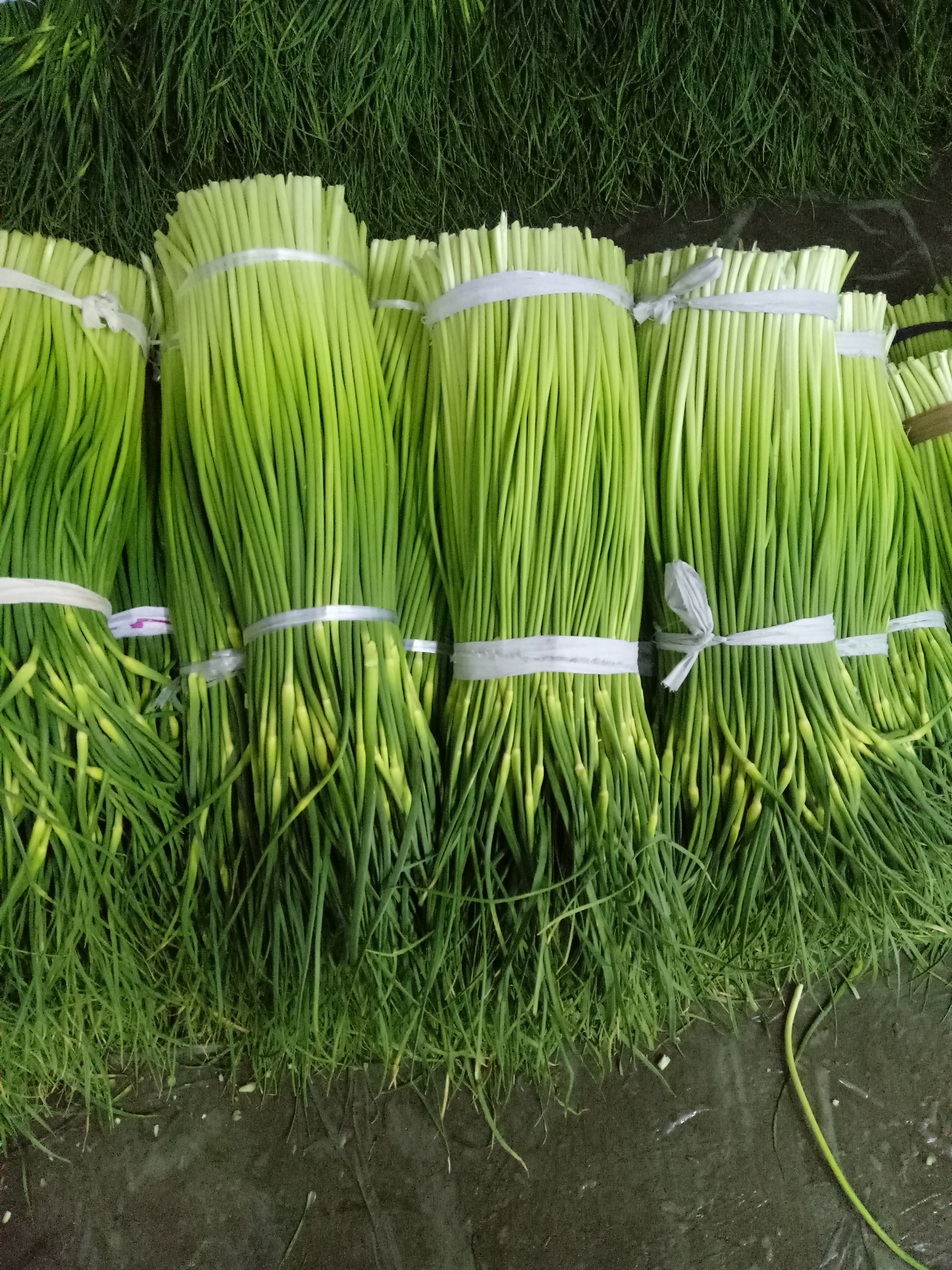 白帽蒜薹 60~70cm