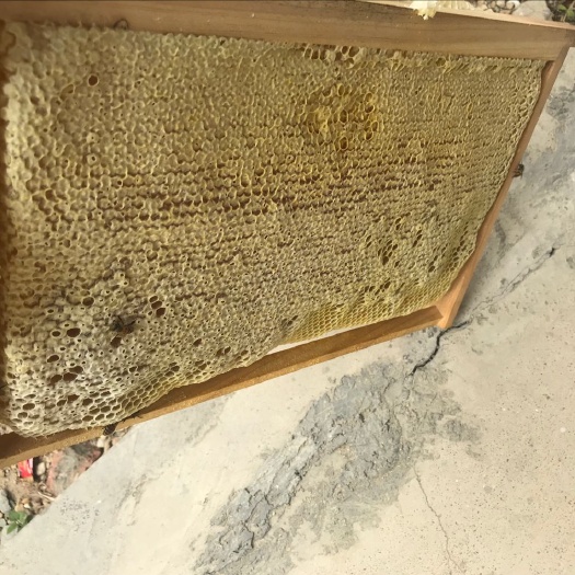 东莞市土蜂蜜  2年 散装