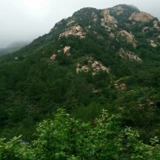 招远市枣花蜜 玲珑山系列农家蜜