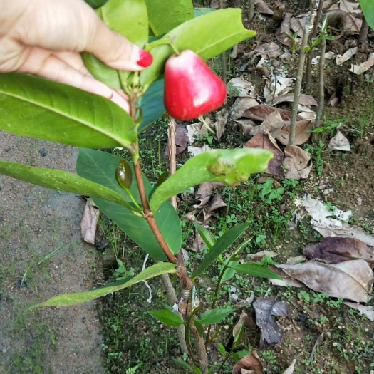 灵山县黑金刚莲雾苗