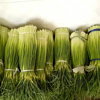 白帽蒜薹 60~70cm